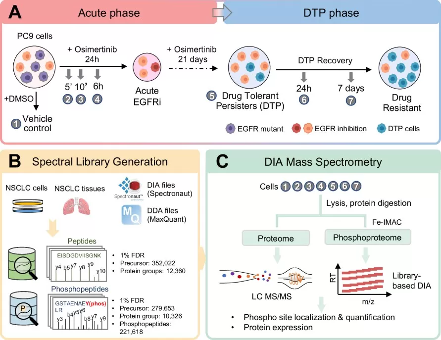 Phosphoproteomics DIA analysis workflow.